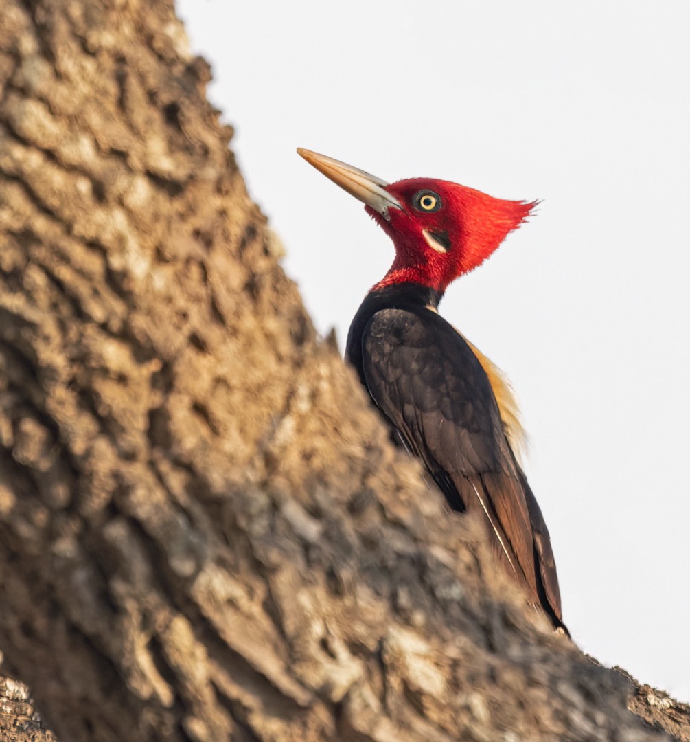Cream-backed Woodpecker - Lars Petersson | My World of Bird Photography