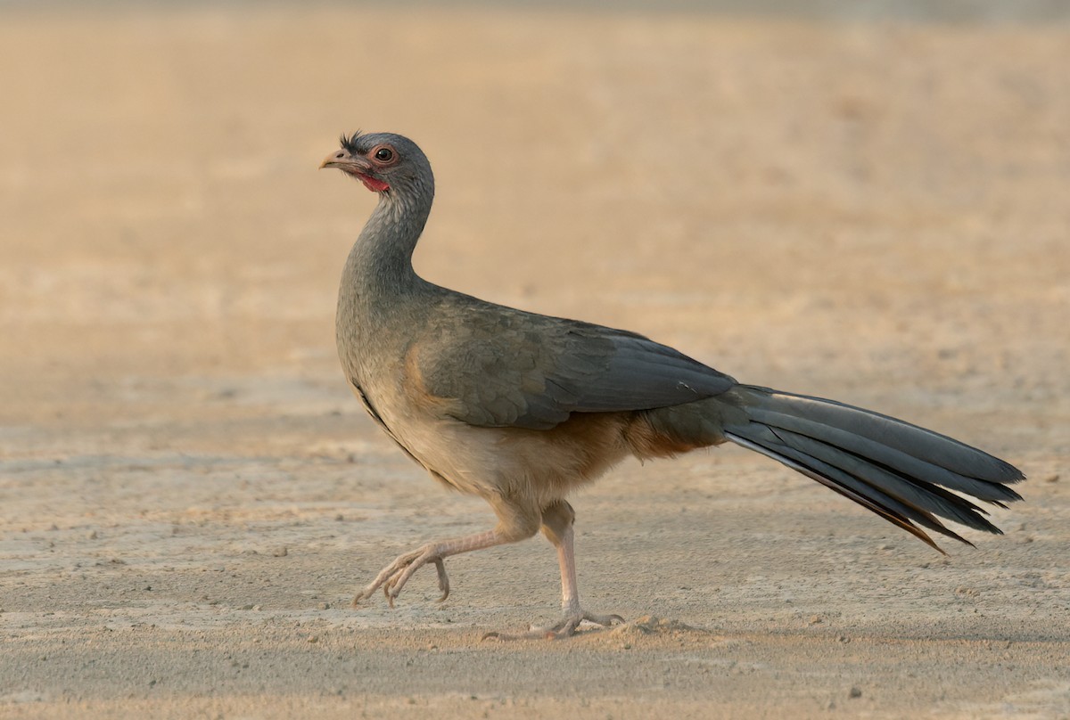 Chaco Chachalaca - Lars Petersson | My World of Bird Photography