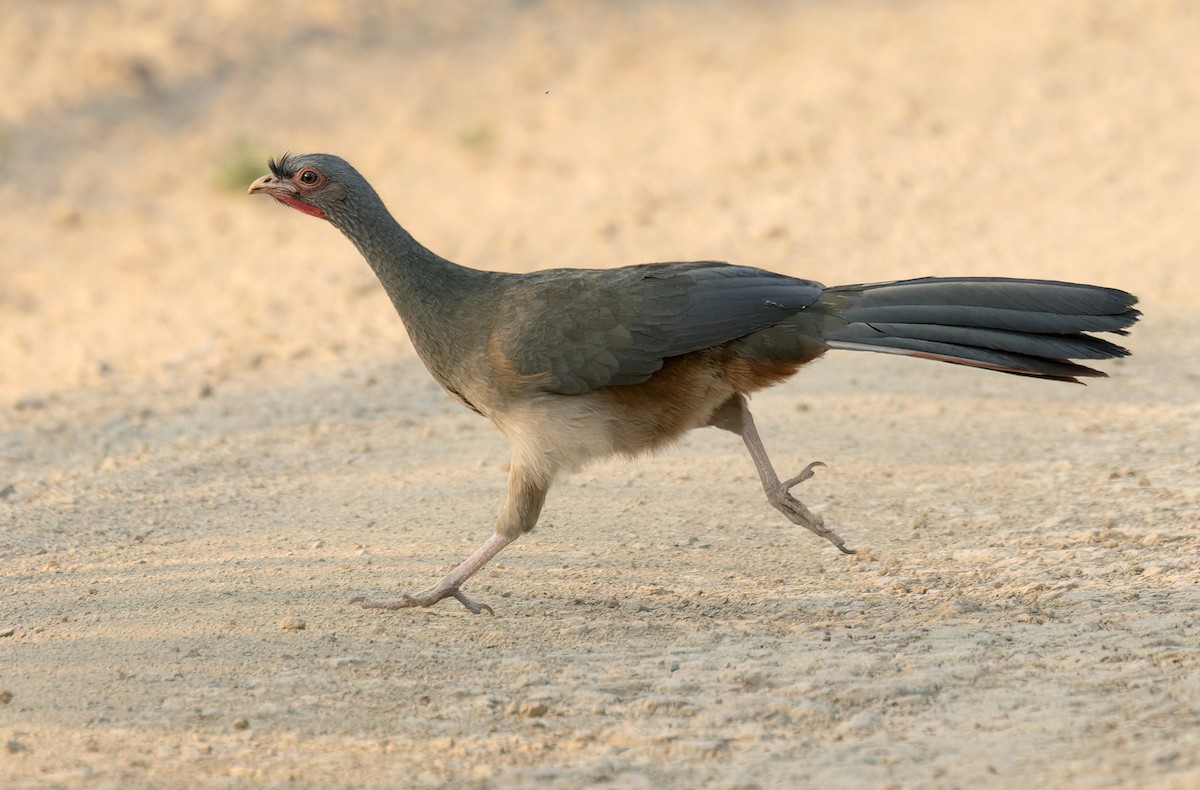 Chaco Chachalaca - Lars Petersson | My World of Bird Photography