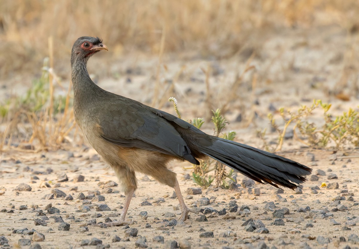 Chaco Chachalaca - Lars Petersson | My World of Bird Photography