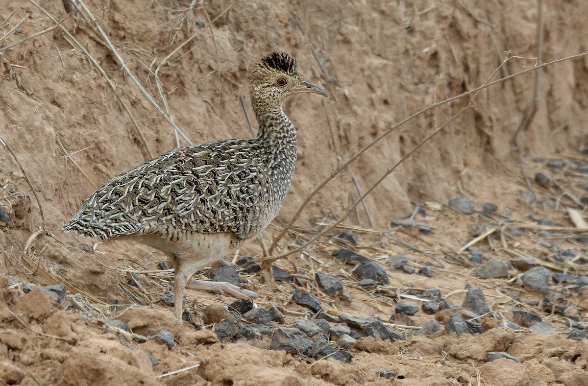 Brushland Tinamou - Lars Petersson | My World of Bird Photography