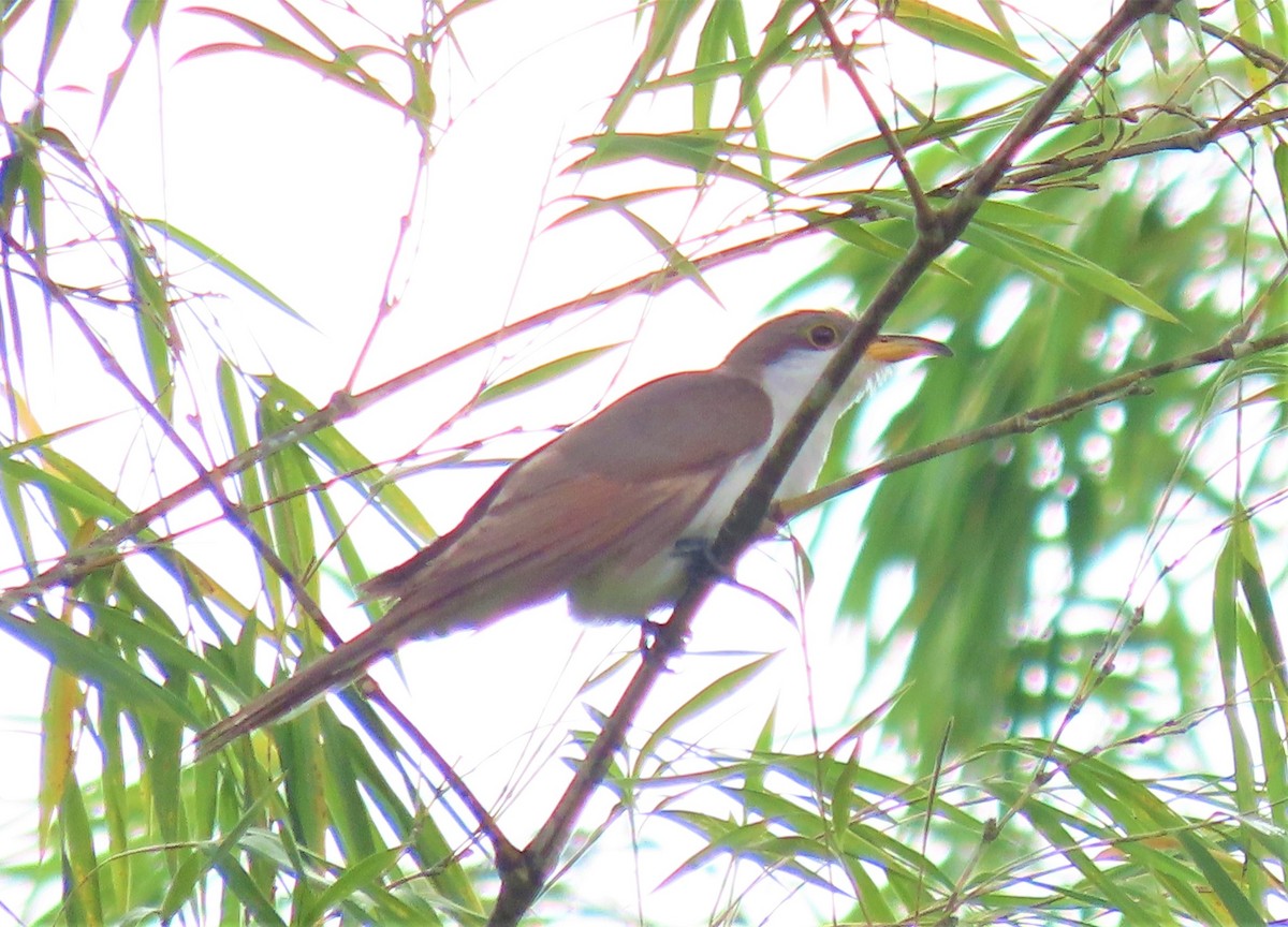 Yellow-billed Cuckoo - ML511294721