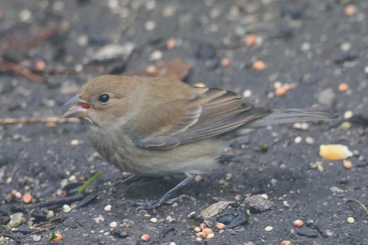 Passerin indigo - ML511295361