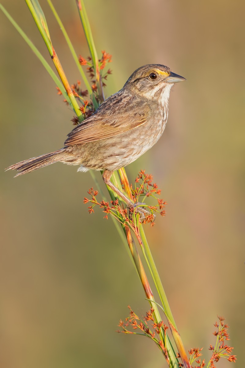 Seaside Sparrow (Cape Sable) - ML511295881