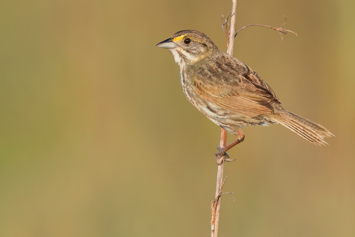 Seaside Sparrow (Cape Sable) - Dubi Shapiro