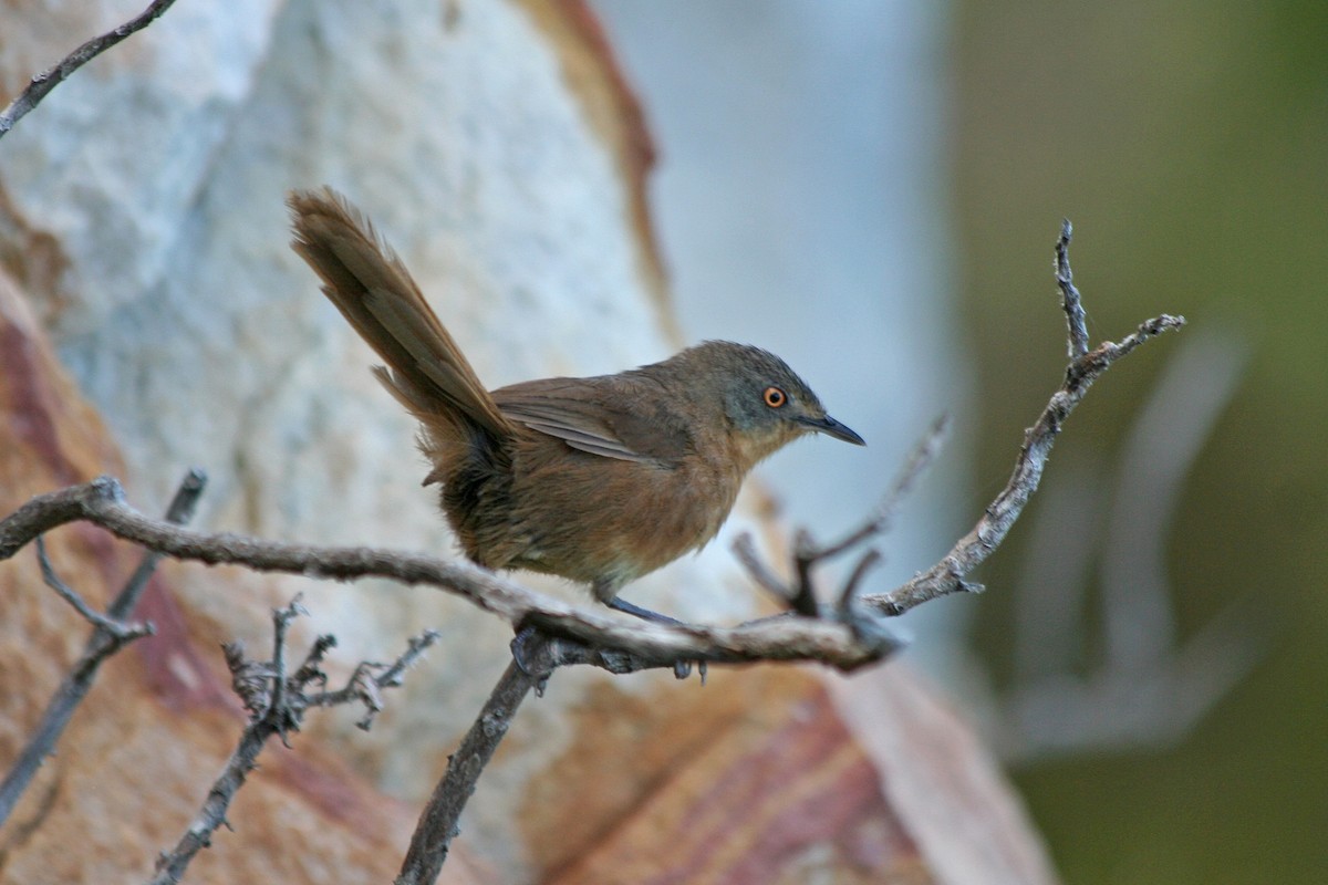 Victorin's Warbler - ML51129831