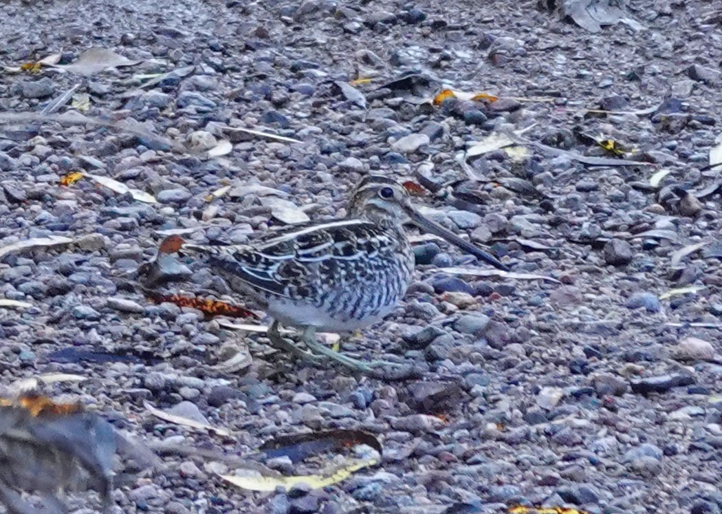 Wilson's Snipe - ML511301111