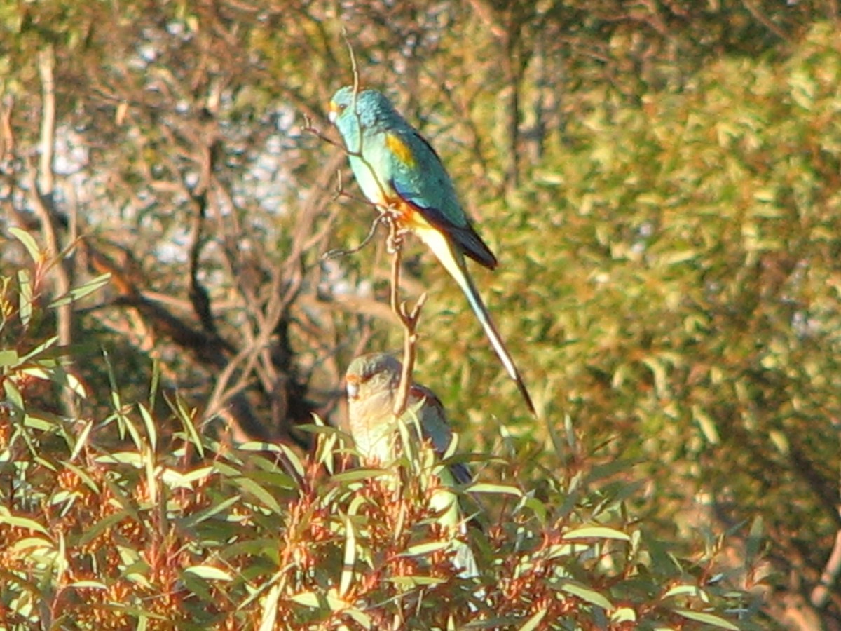 Mulga Parrot - ML51130131