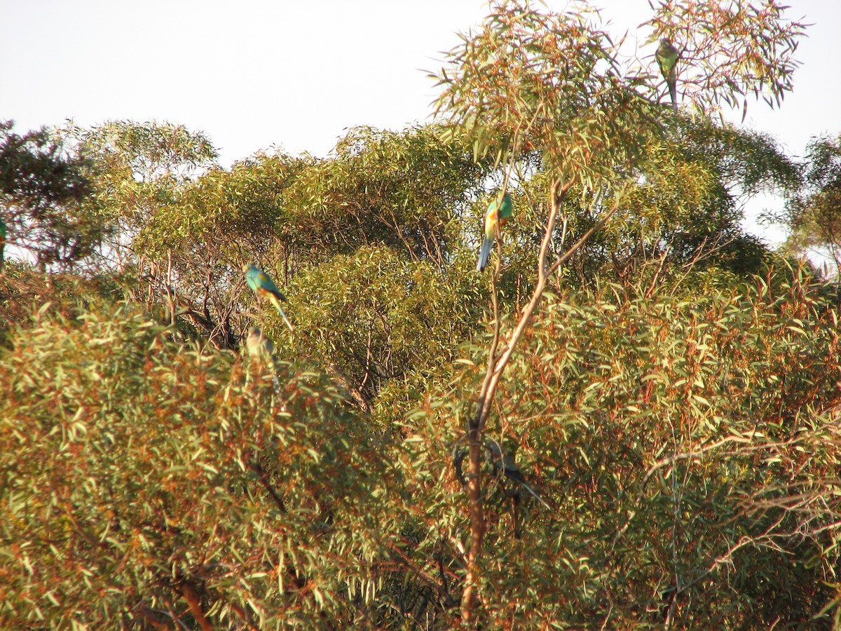 Mulga Parrot - ML51130141