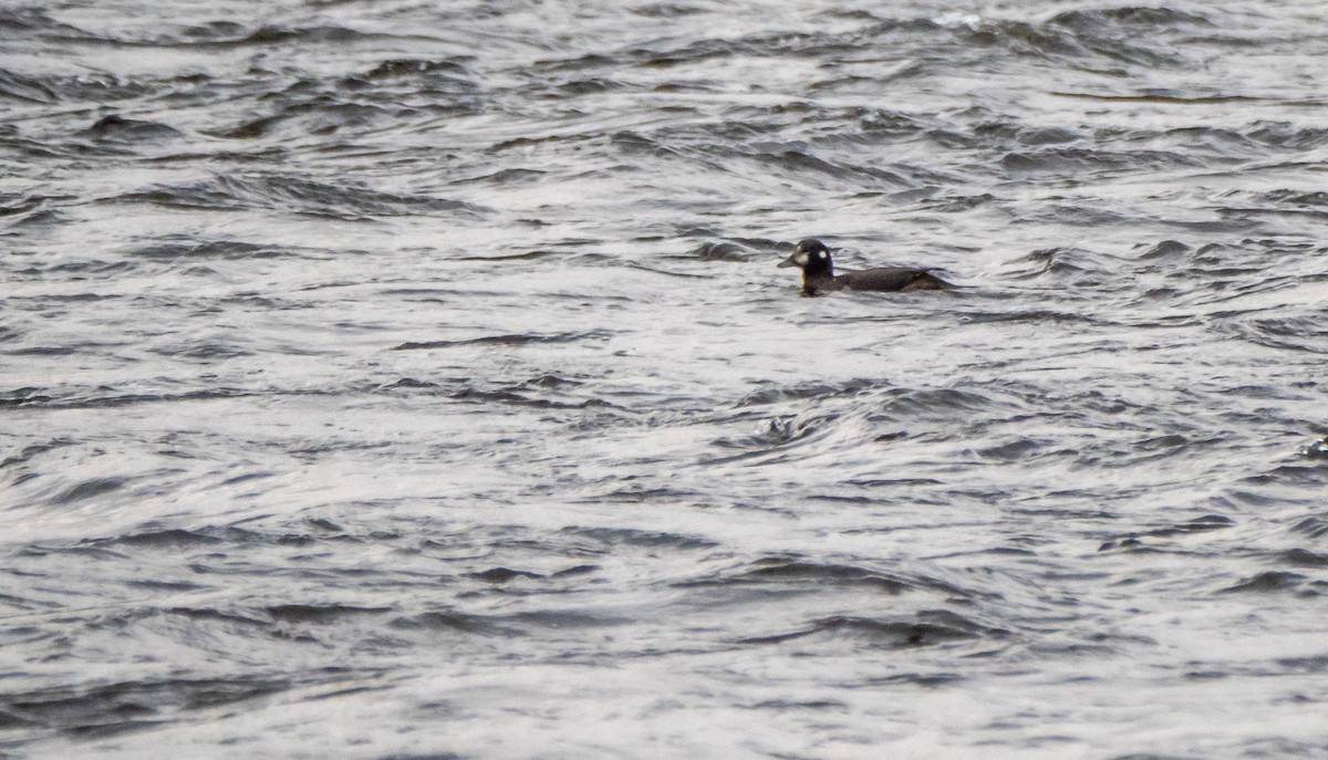 Harlequin Duck - ML511302181