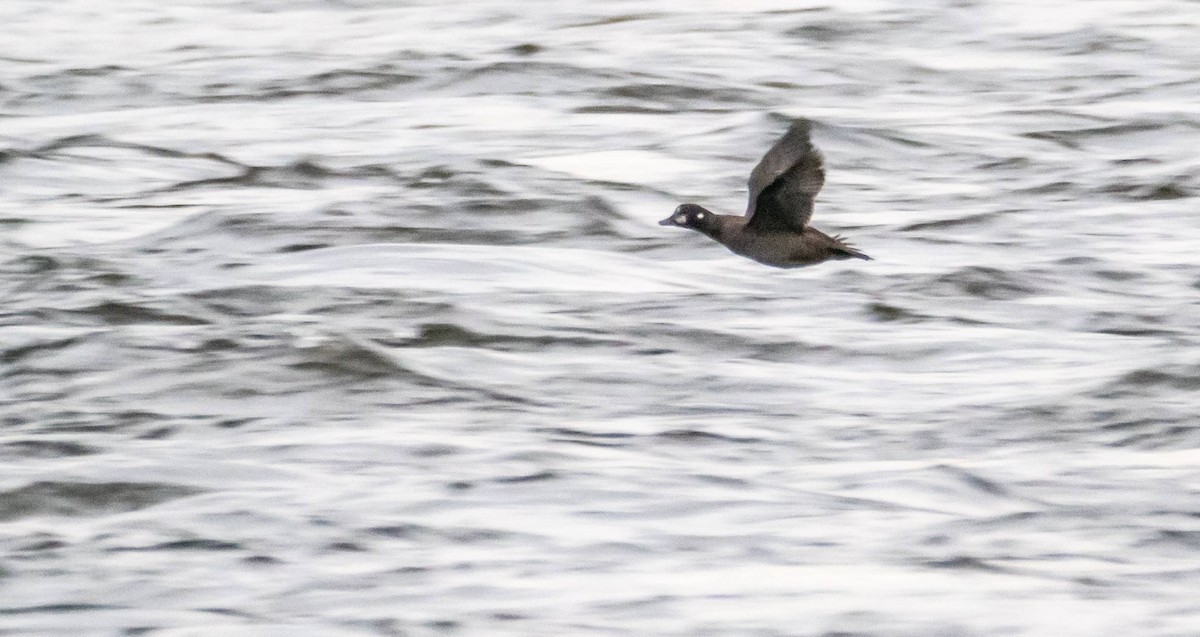 Harlequin Duck - ML511302191