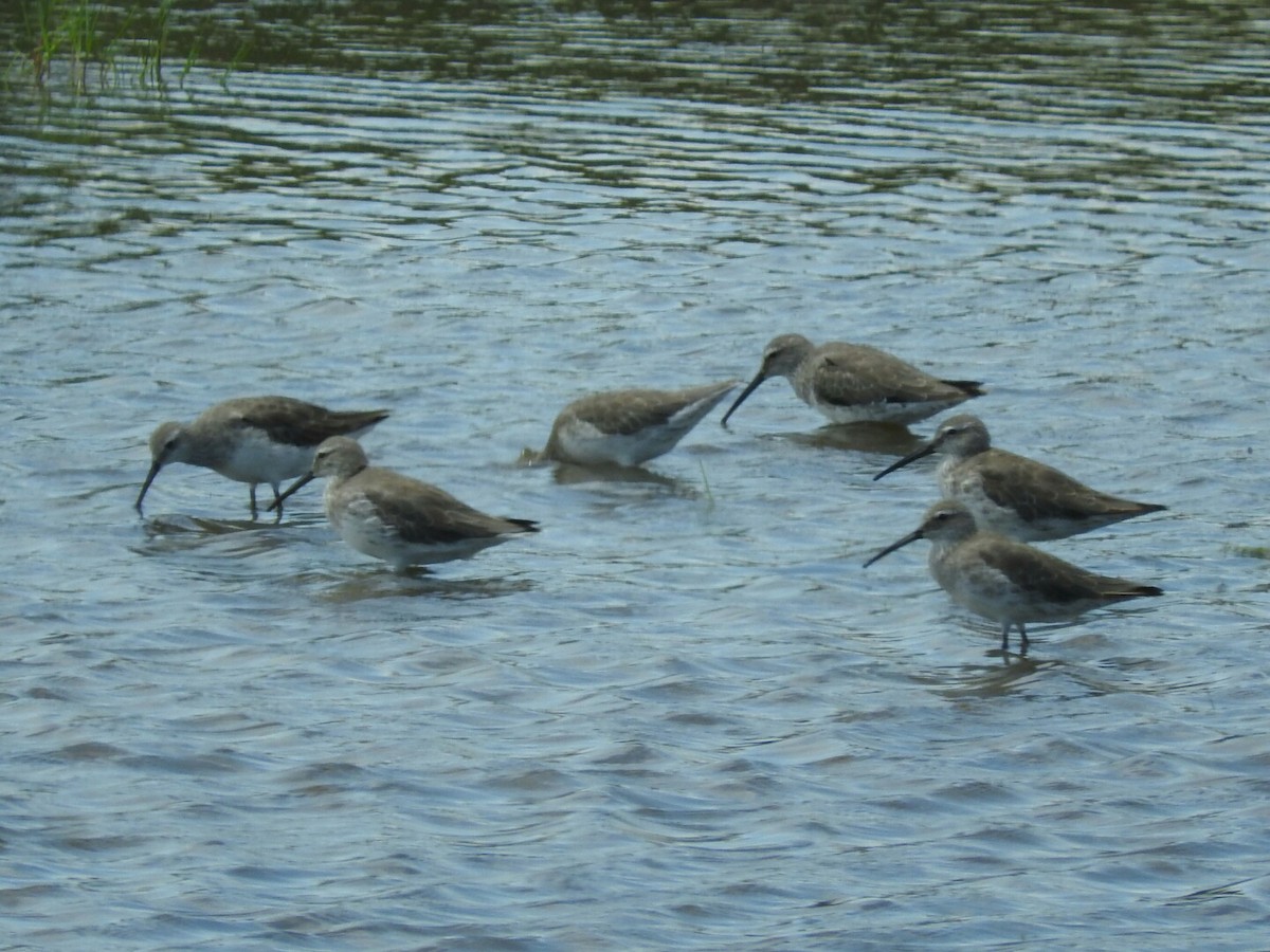 Stilt Sandpiper - ML511302531