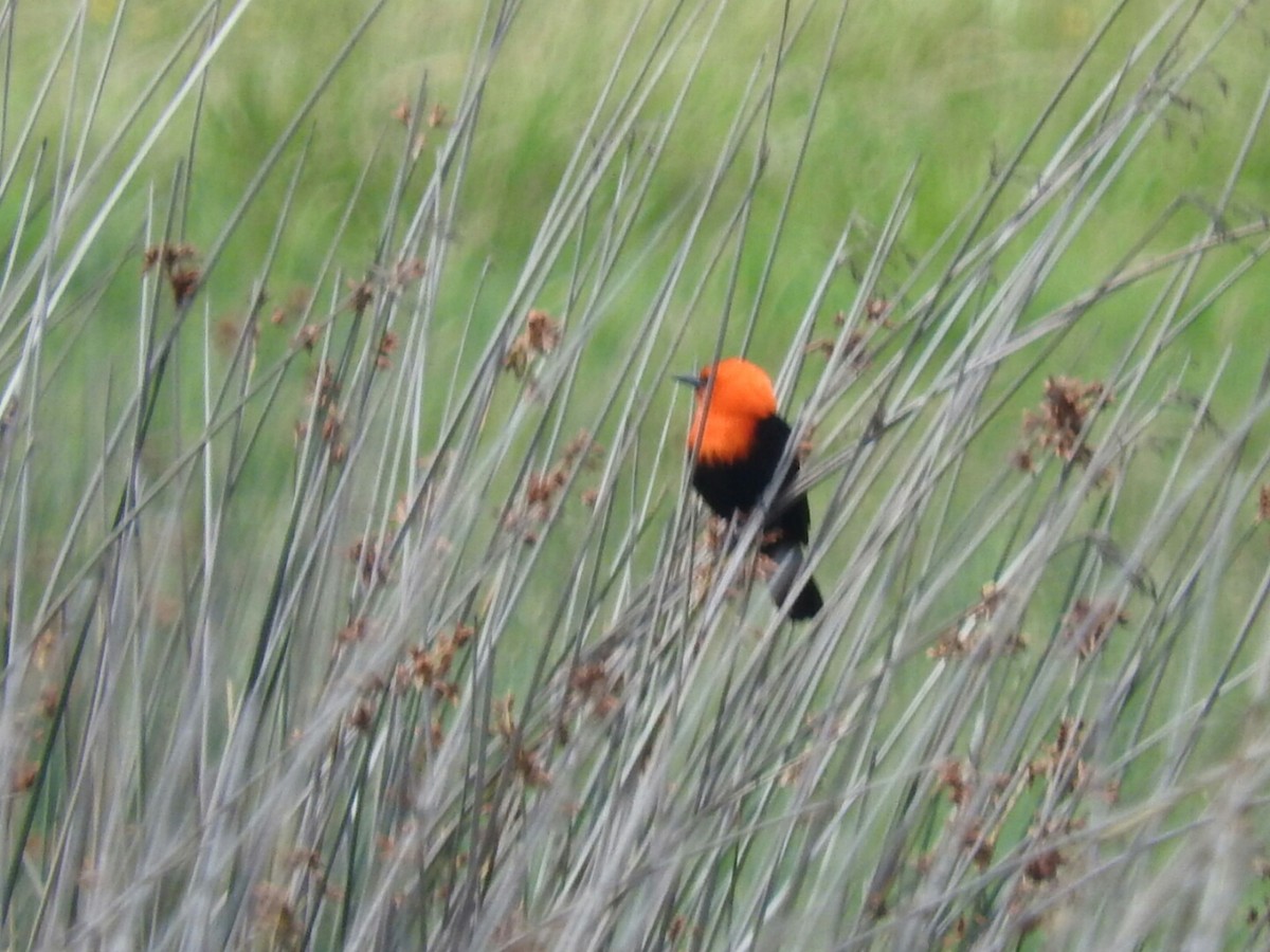 Scarlet-headed Blackbird - ML511302751