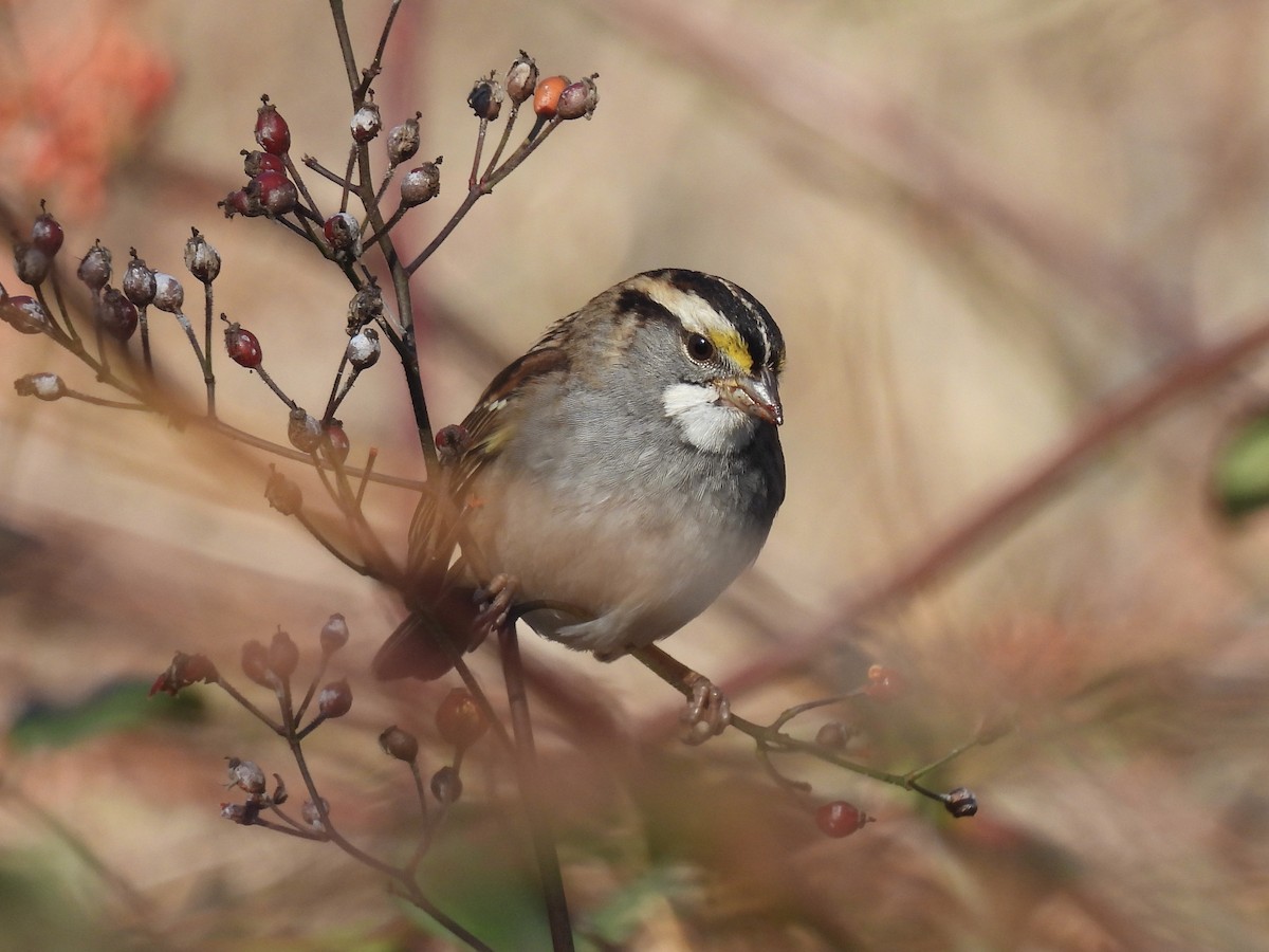 White-throated Sparrow - ML511302771