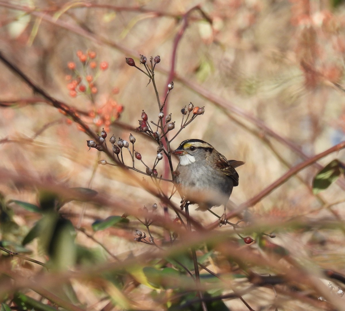 White-throated Sparrow - ML511302801