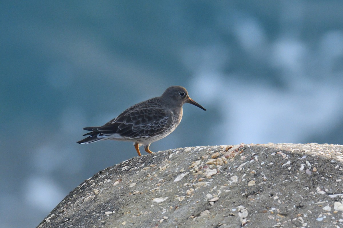 Purple Sandpiper - ML511303001