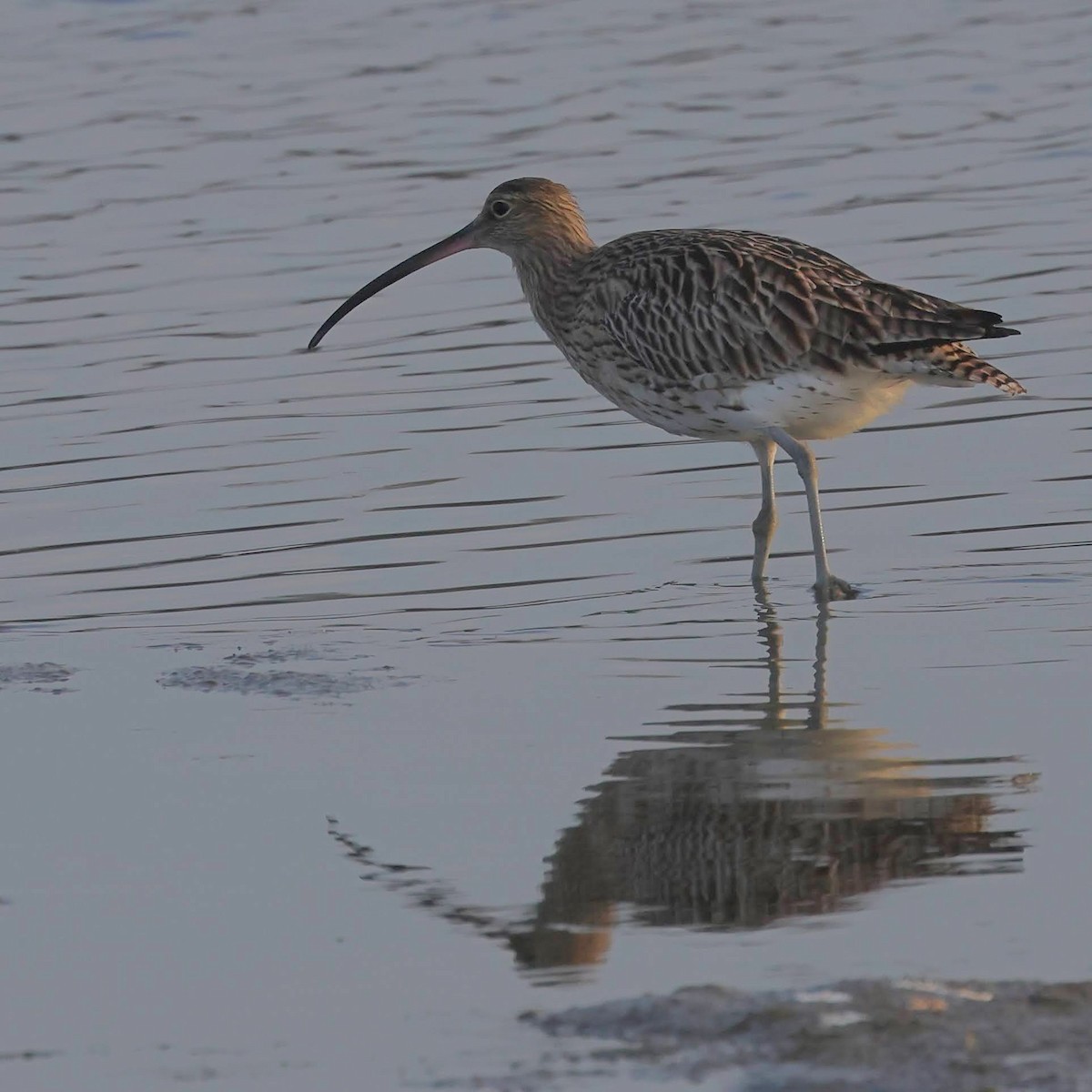 Eurasian Curlew - ML511303351