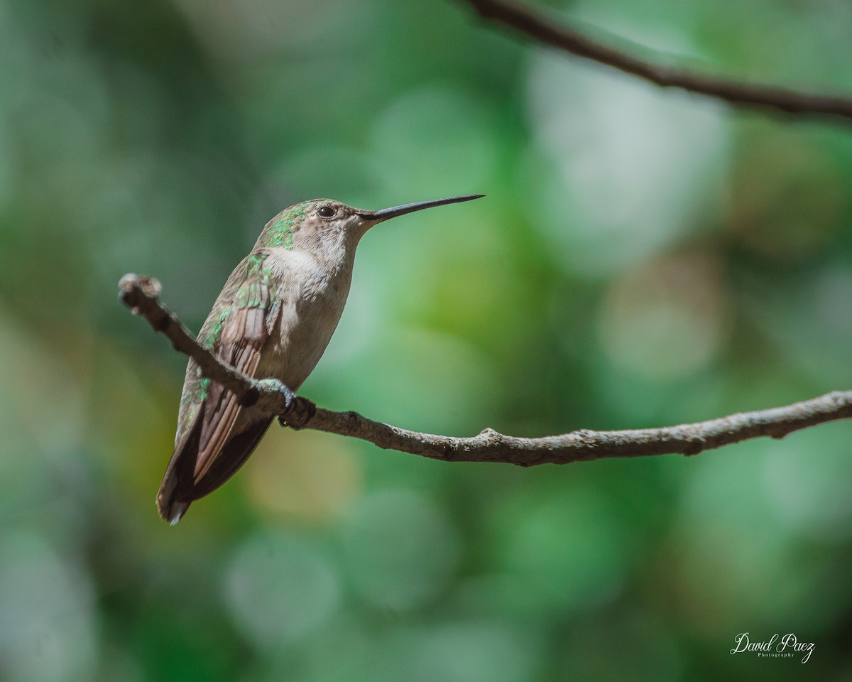 Ruby-throated Hummingbird - David Paez
