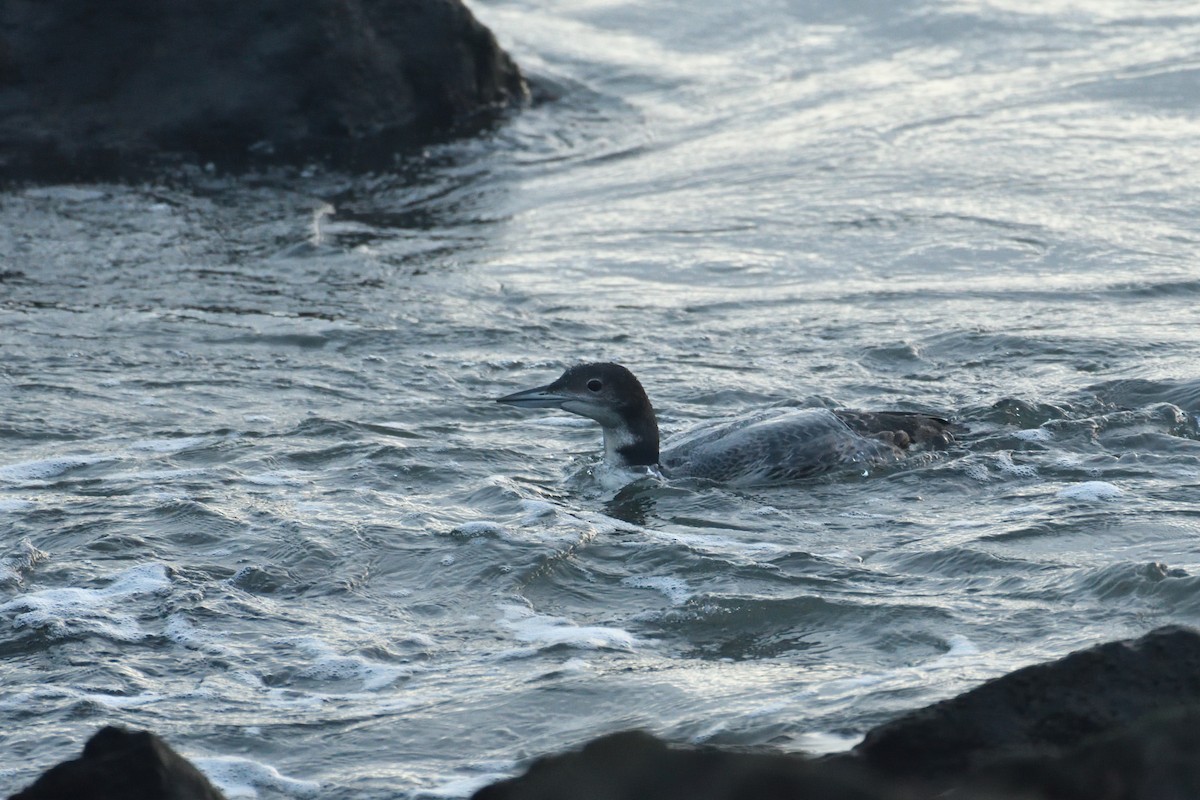 Common Loon - Jorge  Safara