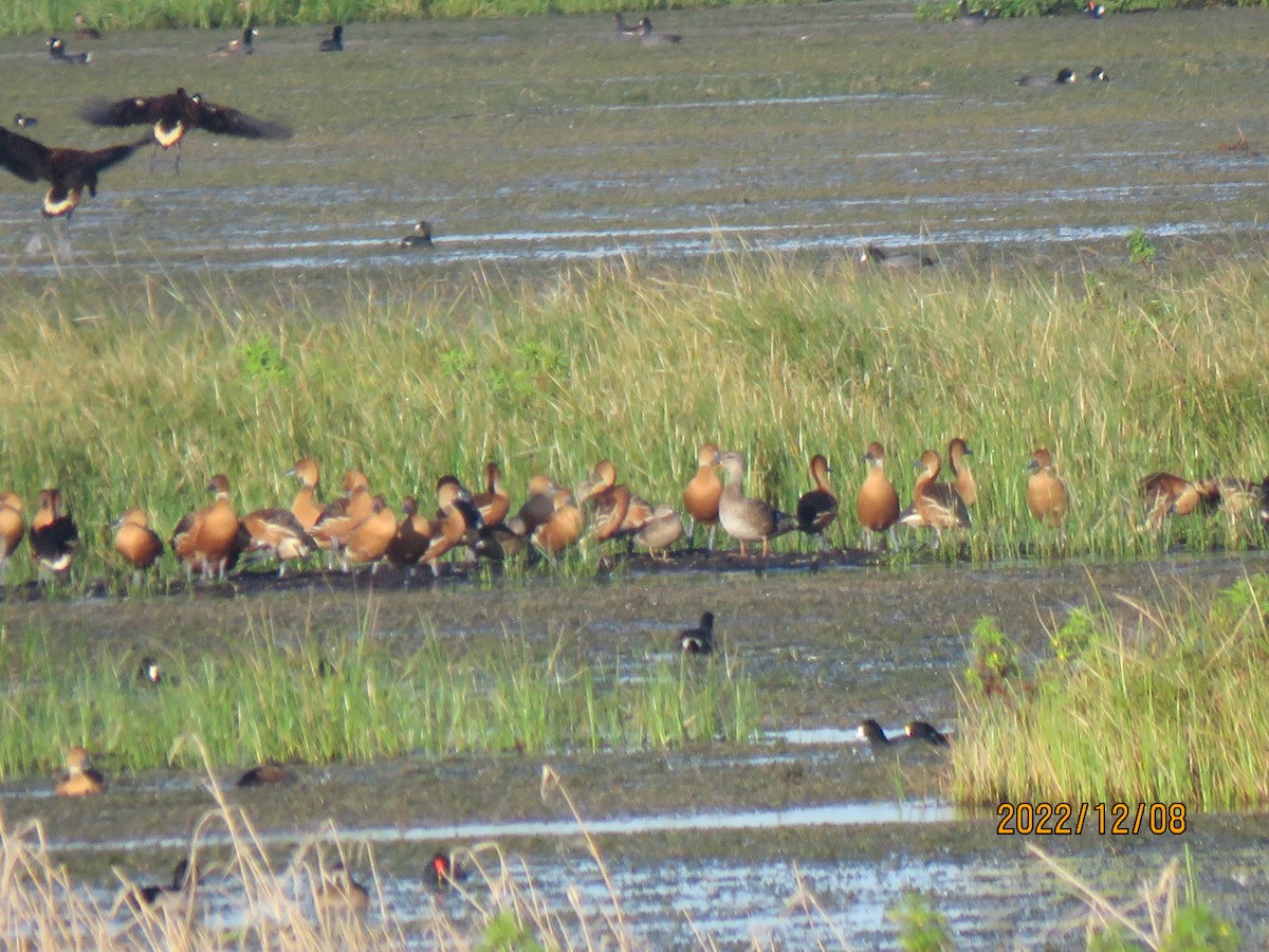 Fulvous Whistling-Duck - Guiller Mina