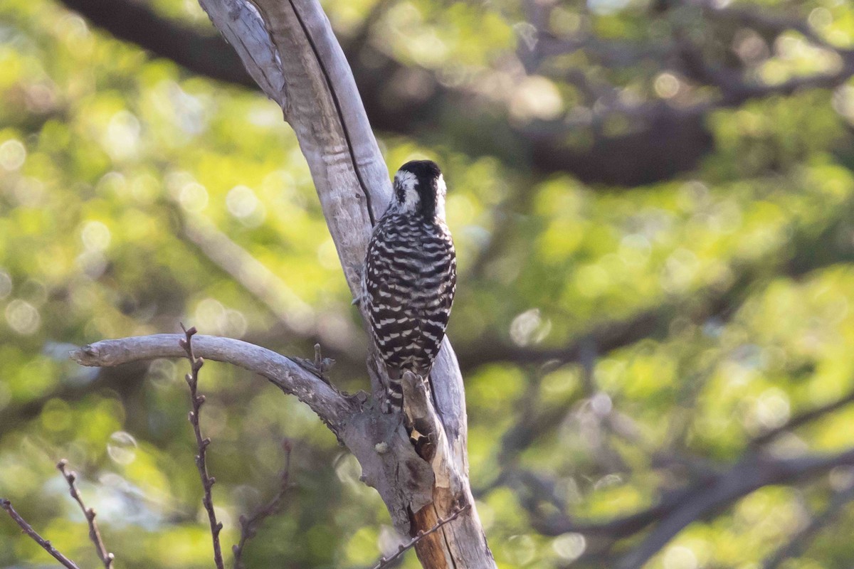 Striped Woodpecker - Linda Rudolph