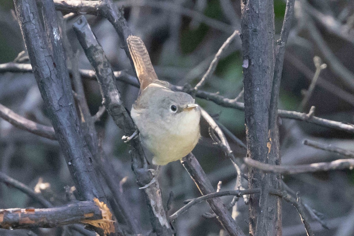 House Wren - ML511307651