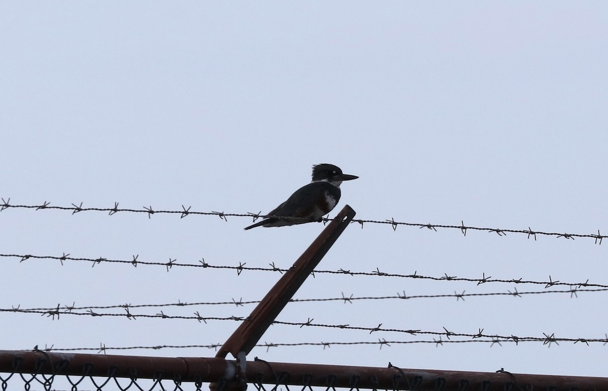 Belted Kingfisher - ML511307841