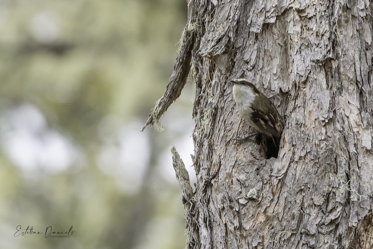 Thorn-tailed Rayadito - ML511307921