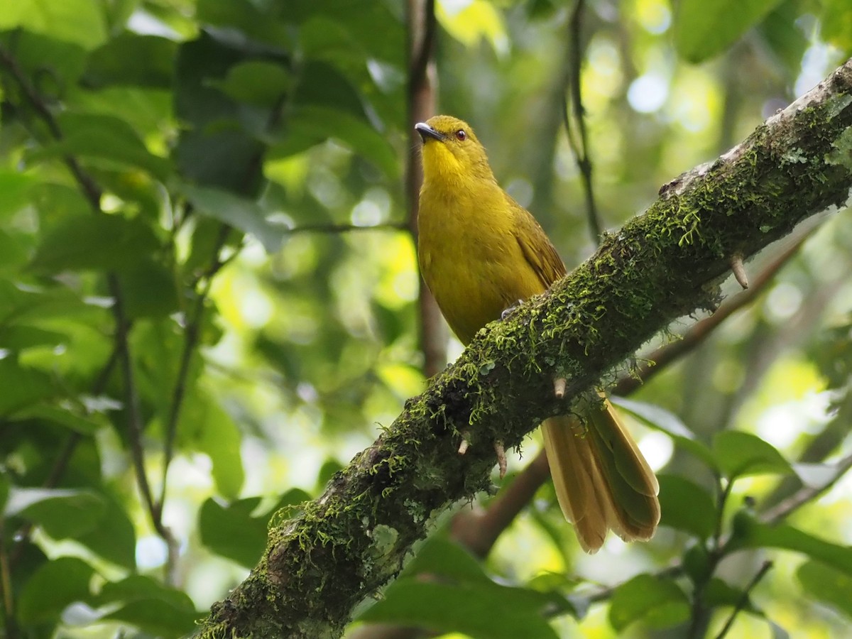 Joyful Greenbul - ML511307941