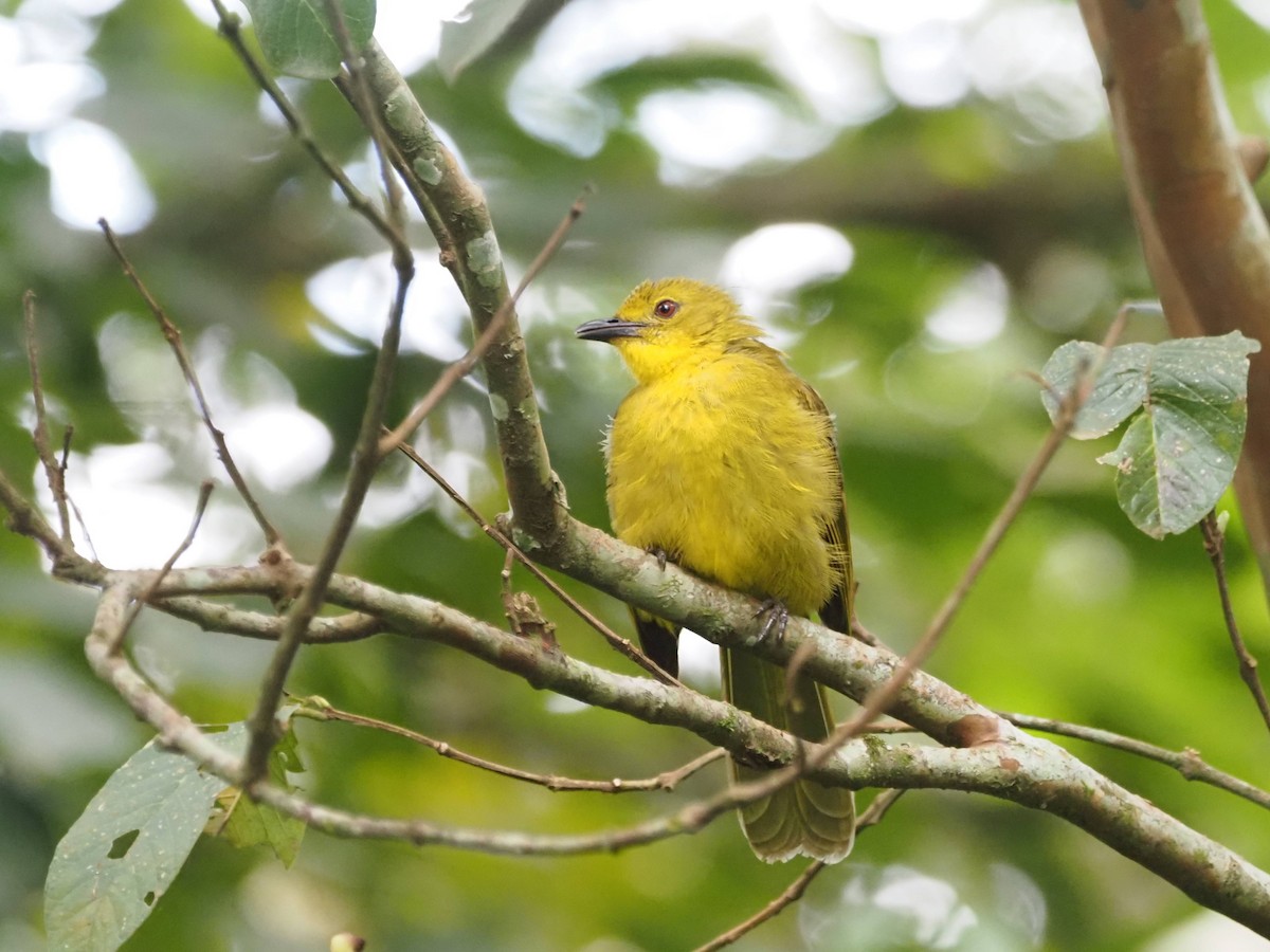 Joyful Greenbul - ML511307961