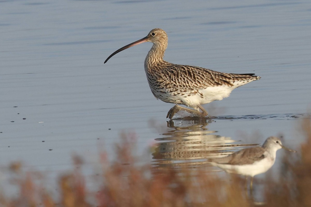 Eurasian Curlew - ML511308251