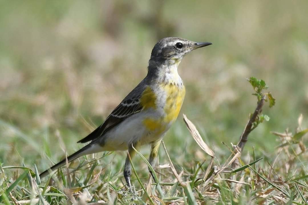 Eastern Yellow Wagtail - ML511308901