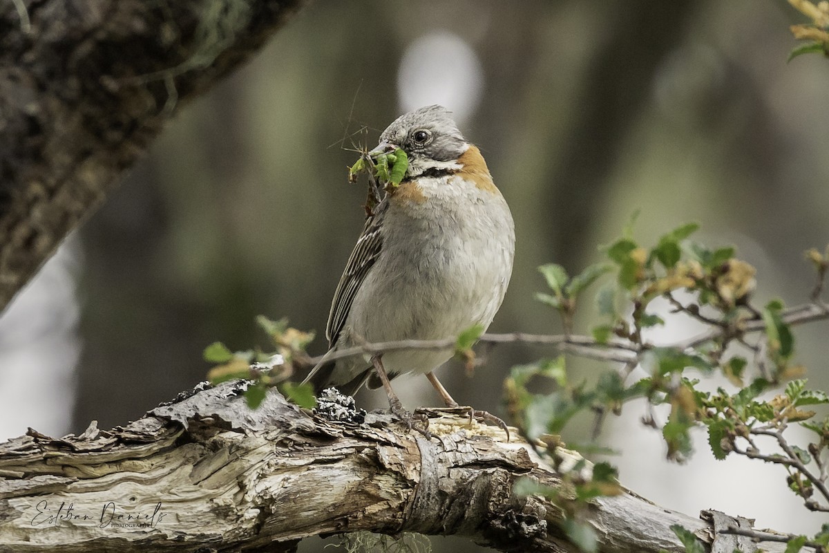 Rufous-collared Sparrow - ML511310161