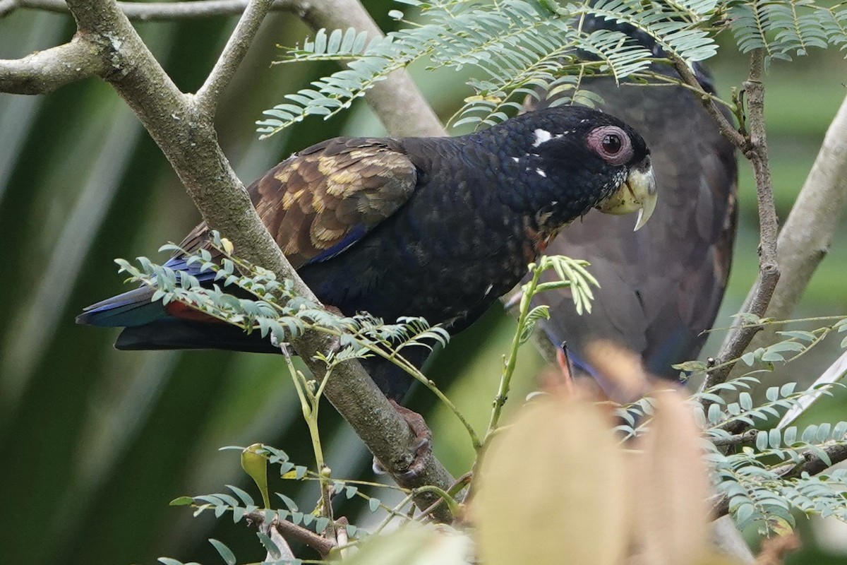 Bronze-winged Parrot - ML511310331