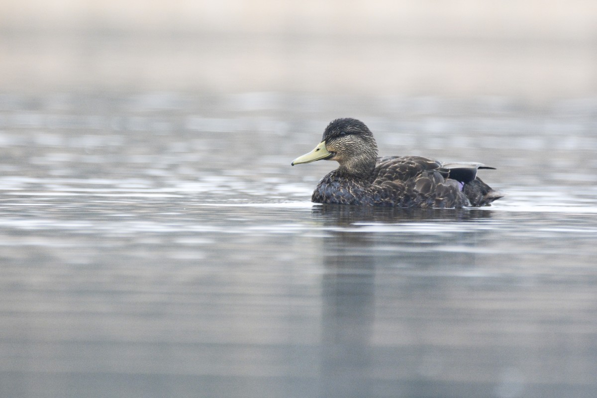 American Black Duck - ML511310861