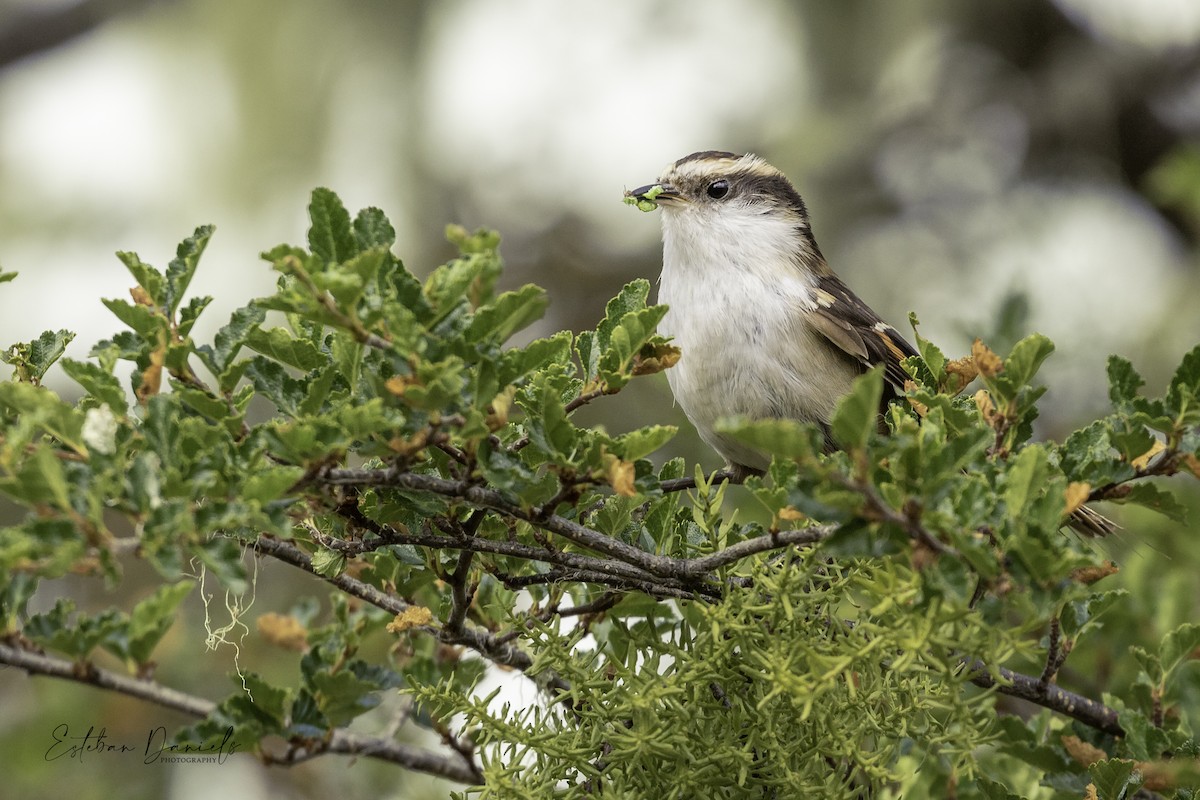 Thorn-tailed Rayadito - Esteban Daniels