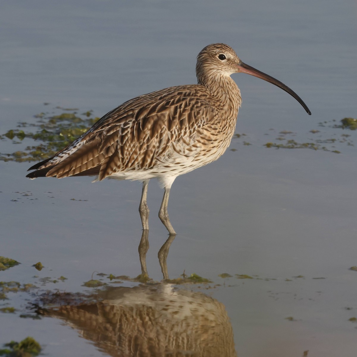 Eurasian Curlew - ML511313011