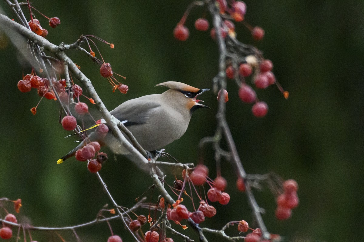 Jaseur boréal - ML511314241