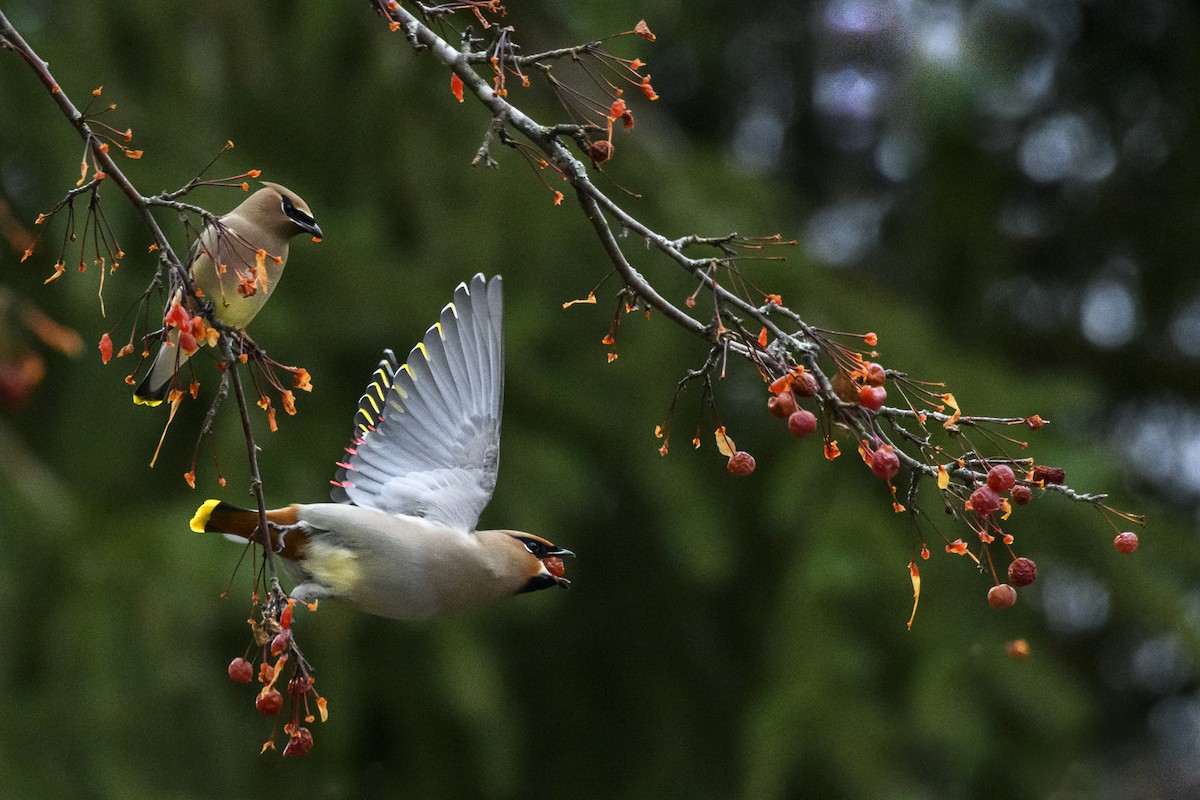 Jaseur boréal - ML511314251