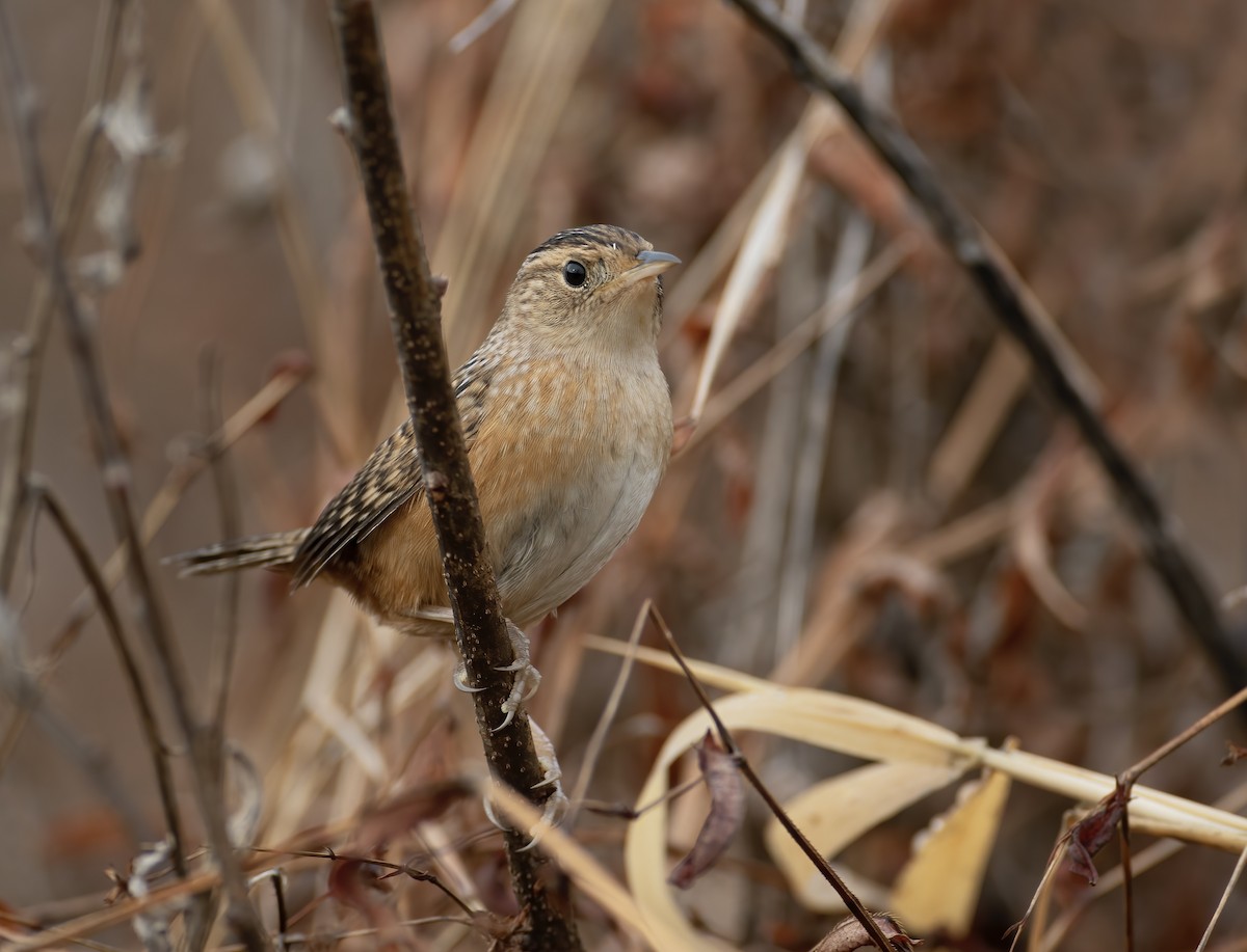 Sedge Wren - Jason Fehon