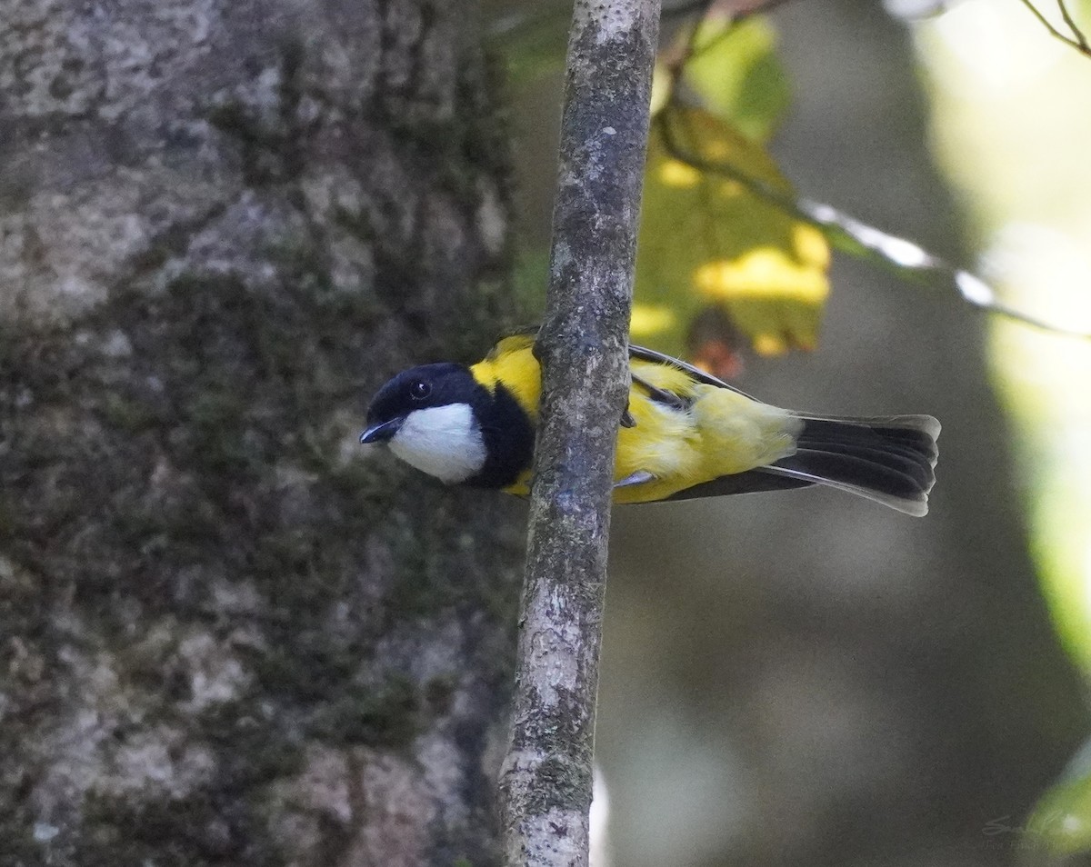 Golden Whistler - Sarah Foote