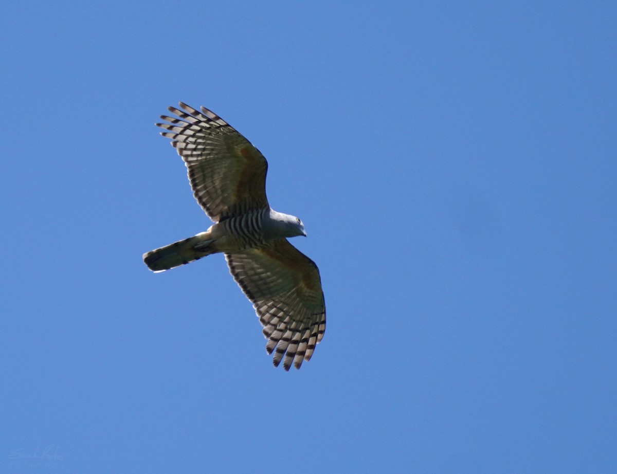 Pacific Baza - ML511315471