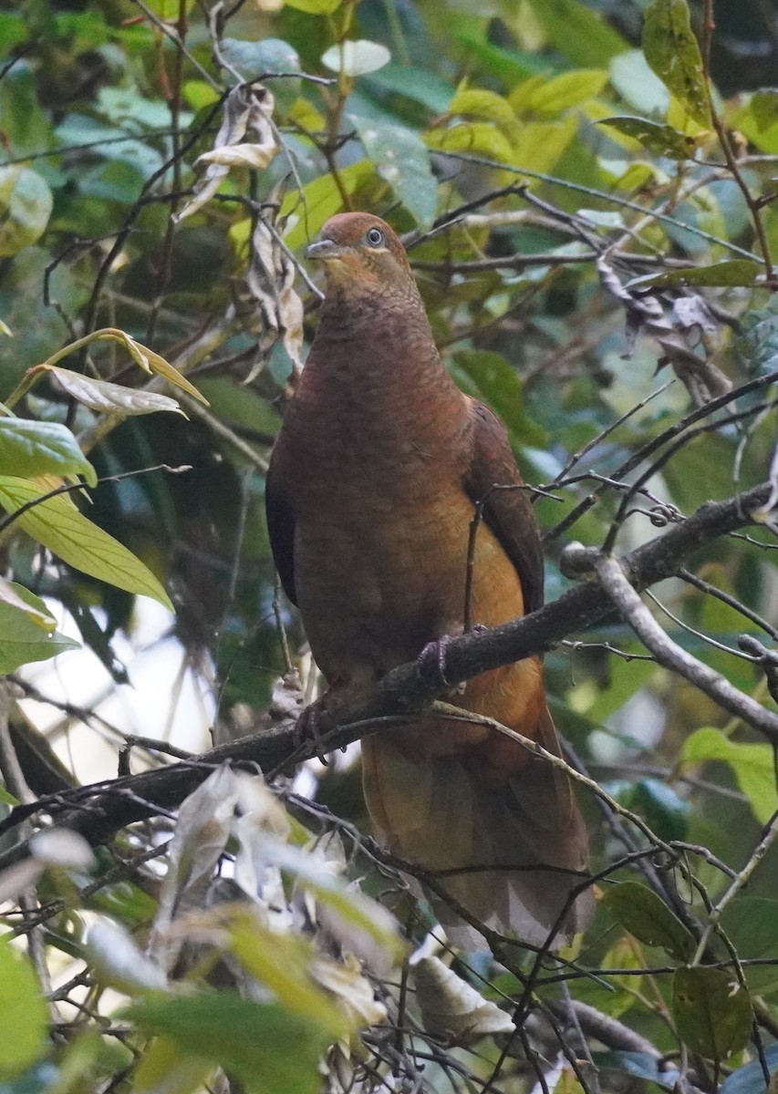 Brown Cuckoo-Dove - ML511315831