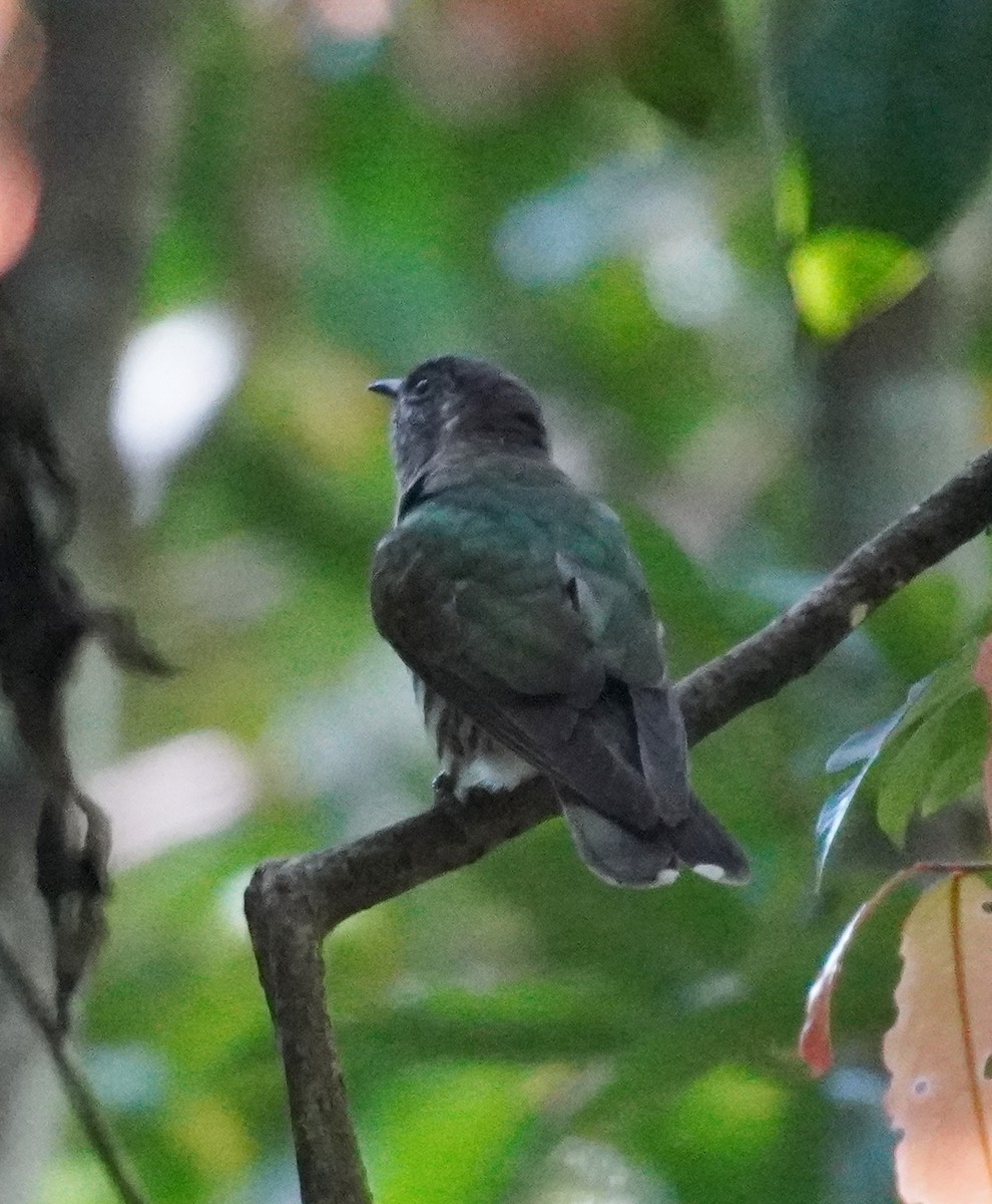 Shining Bronze-Cuckoo - ML511315981