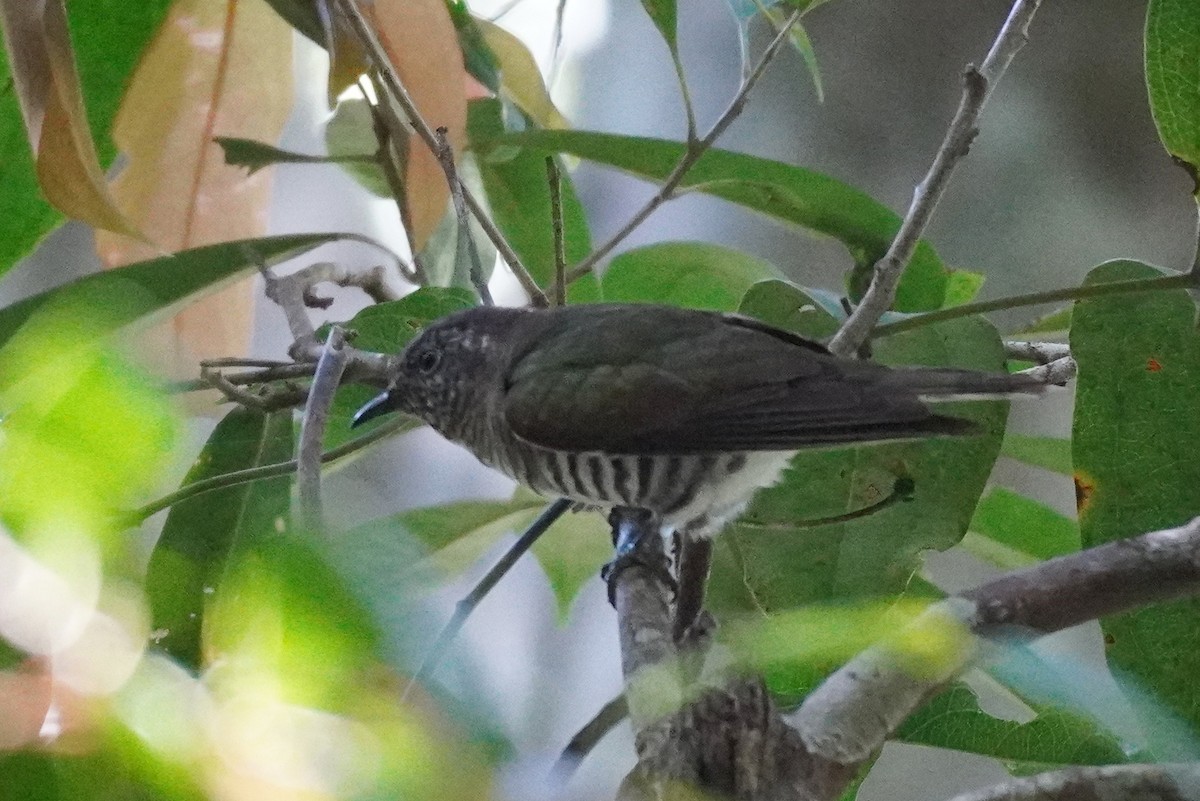 Shining Bronze-Cuckoo - ML511316001