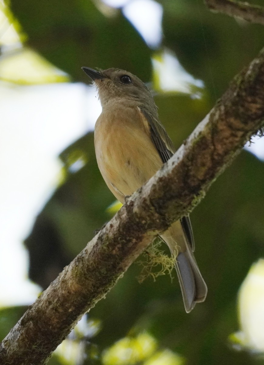 Golden Whistler - Sarah Foote