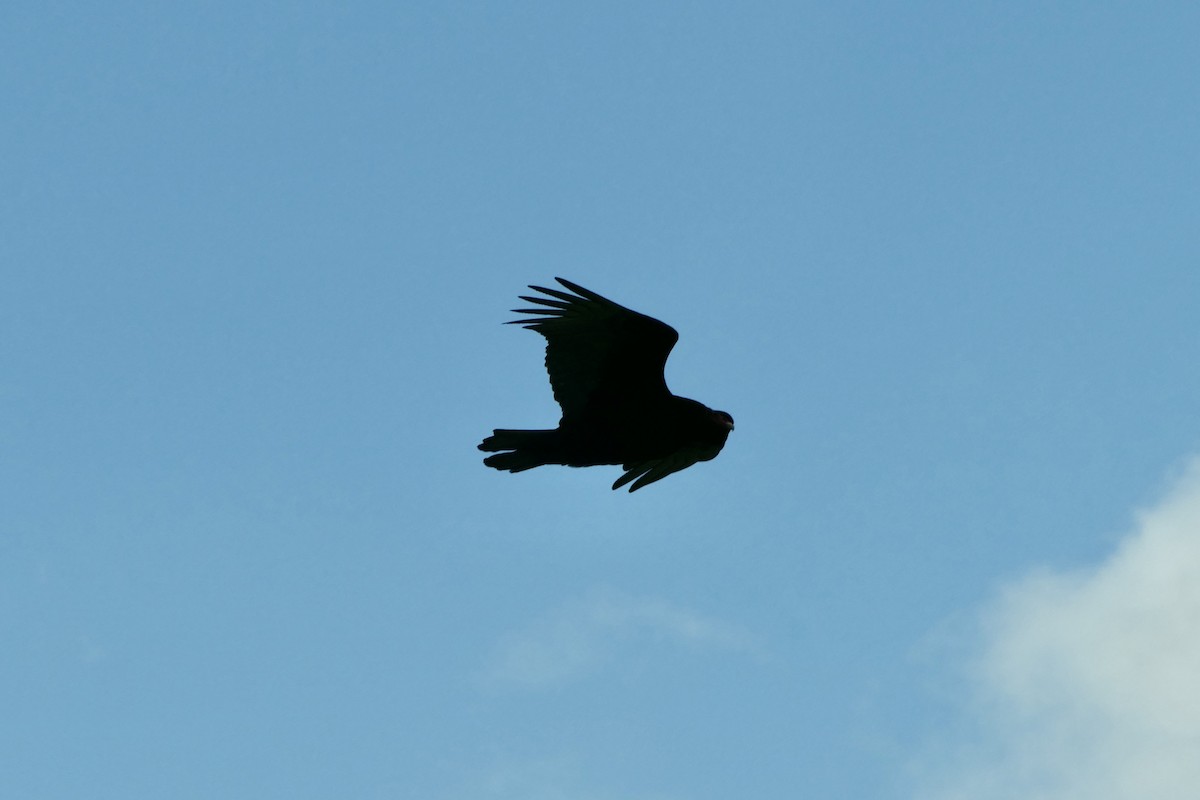 Turkey Vulture - ML511316061