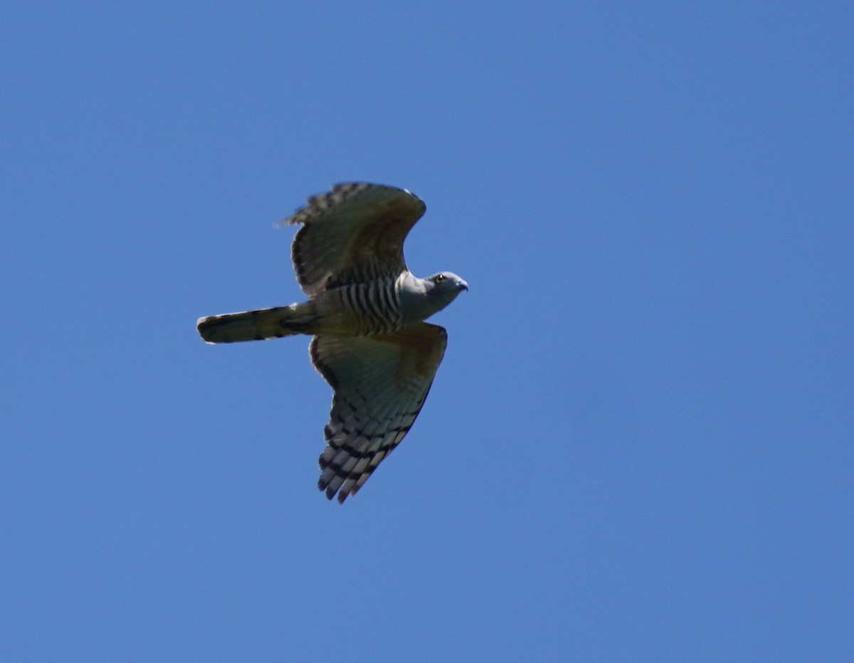 Pacific Baza - ML511316111