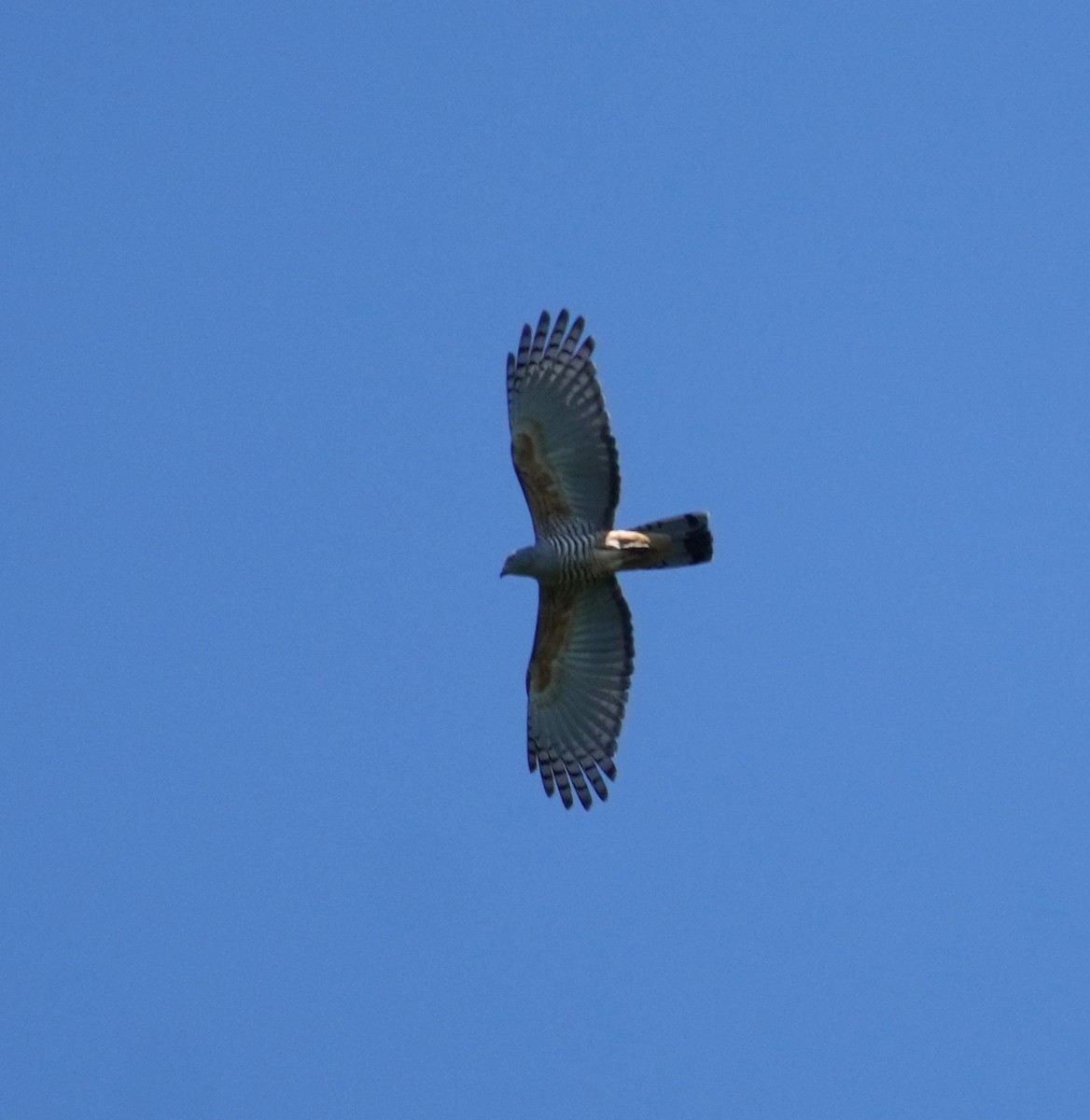 Pacific Baza - ML511316121