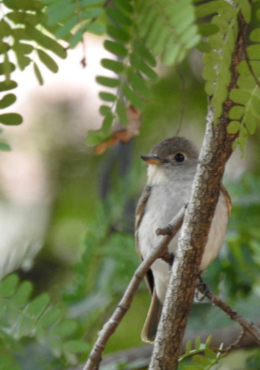 Asian Brown Flycatcher - ML51131661